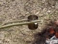 SURVIVAL bushcraft skills: camping lifehacks outdoors forest asmr