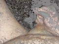 cumshot after edging