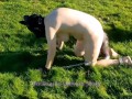 VOST engl - Animalisation 5 dans le jardin pour cette femelle inférieure nue.