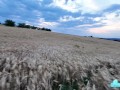 Blowjob in wheat field she take a cum in mouth