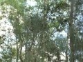 Peeing in the woods