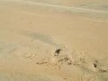 Beach desperation
