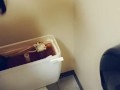 Snapchat Premium Available! Pissing In A Toilet Tank