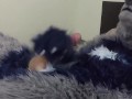 Insano Pawing