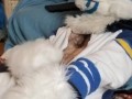 Kobaruto, Sergal horny and paws off