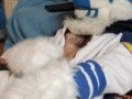 Kobaruto, Sergal horny and paws off
