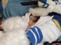 Kobaruto, Sergal horny and paws off