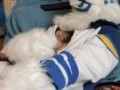 Kobaruto, Sergal horny and paws off