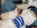 Kobaruto, Sergal horny and paws off
