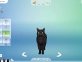 CREATE A SIMS | 5 CATS + Ferdinando Consierge | The Sims 4