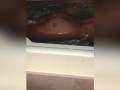 Compilation latina ass