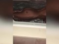 Compilation latina ass