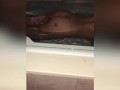 Compilation latina ass