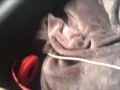 Hottie shows her Boobs on the Bus | Lis Xxx