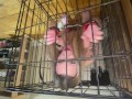 Pet Kelli in a cage from above..