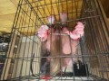 Pet Kelli in a cage from above..