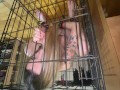 Pet Kelli in a cage from above..
