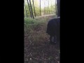 Russian girl made a blowjob in German park (outdoor porn) nov/2019