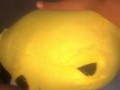 Rena’s quick morning succ
