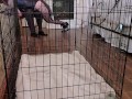 Bad pet get disciplined with cage anal hook and spanking
