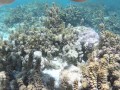 Snorkeling trips with hot tourists
