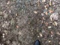 Slutwife giving a bj on tinder hook up at a park while hubby waits