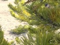 voyeur hunting. I spied a tanning and masturbating blonde
