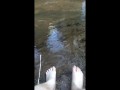 Squishing Mud Between my Toes in a Mountain Stream Bed