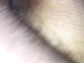 Cock ring cock in pussy
