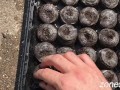 Potted MILFs get worked over