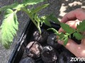 Potted MILFs get worked over