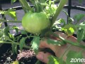 Potted MILFs get worked over