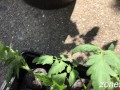 Potted MILFs get worked over