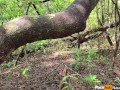 Spread Gaping Pussy Piss From Behind (4K Public Nature Pee)