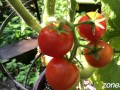 Ripe Cherries
