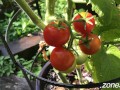 Ripe Cherries