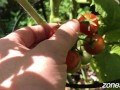 Ripe Cherries