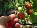 Ripe Cherries