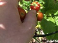 Ripe Cherries