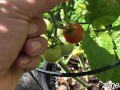 Ripe Cherries