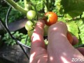 Ripe Cherries