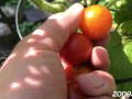 Ripe Cherries