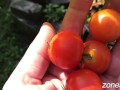 Ripe Cherries