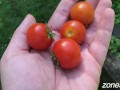 Ripe Cherries
