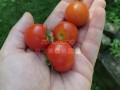 Ripe Cherries