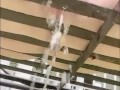 Myra’s pierced pussy pissing compilation. 