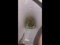 Week 29 Pee diary