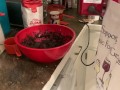 Baking With Boobs (Ross) - Pilot Episode 