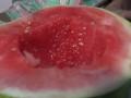 Ang Sarap! Filipina Babe Eats Watermelon With Giant Spoon