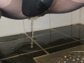 Pissing in stockings